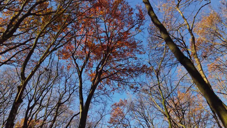 Looking upward into the towering forest canopy the camera pans slowly across a vibrant ceiling of rustcolored autumn leaves that contrast sharply against the vivid blue sky