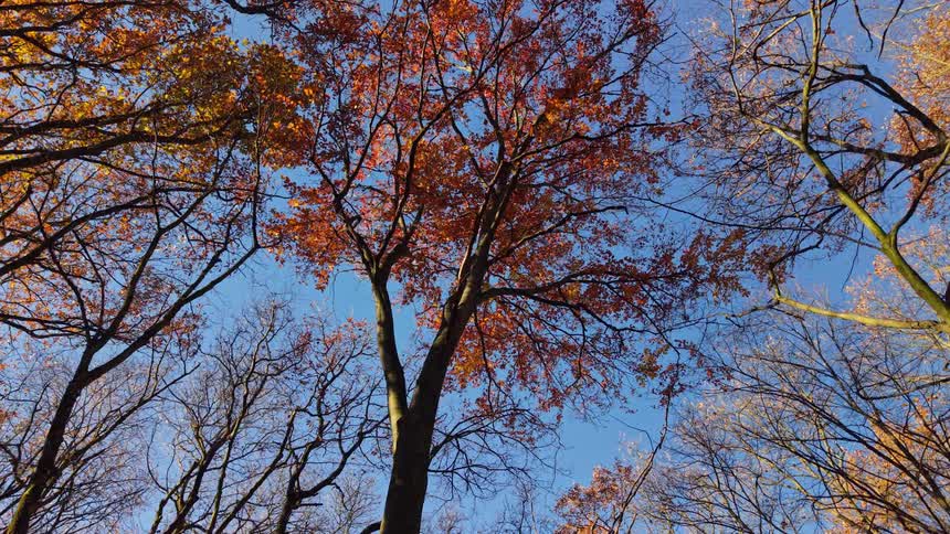 Tall trees with orange leaves seen from below against a blue sky