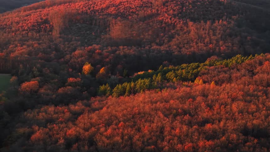 Rolling hills covered in dense dark red and orange autumn foliage with a strip of green trees in a low valley