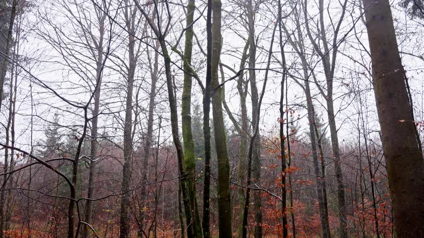 A deciduous forest featuring a dense cluster of tall thin leafless trees against a bright overcast sky and patches of brown leaves on the forest ground