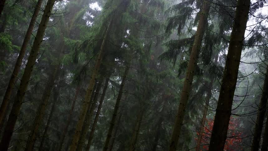 A low angle shot of a dense coniferous forest with tall dark green pine trees shrouded in heavy mist on an overcast day