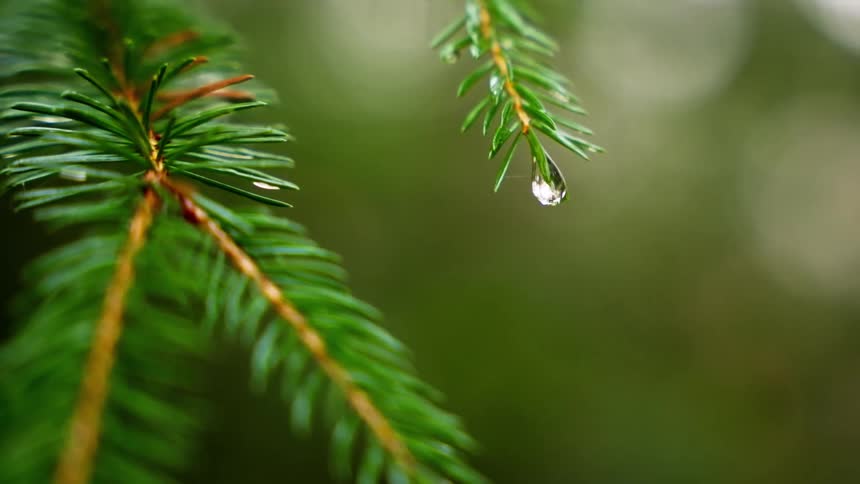 Water droplets hang from green conifer needles in sharp focus