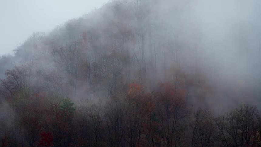 A view of a forest with fog above it
