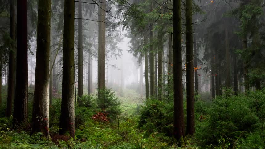 A forest filled with tall trees and lush green vegetation wrapped in a foggy atmosphere at midday
