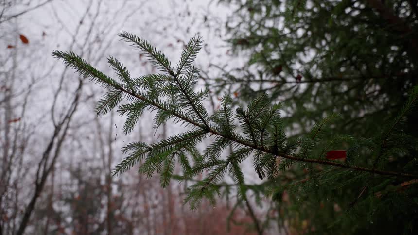 Conifer branch with needlelike leaves in focus against leafless deciduous trees