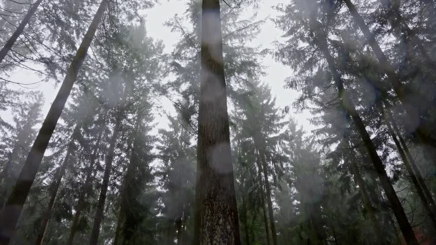 Tall trees in a foggy forest under a cloudy sky
