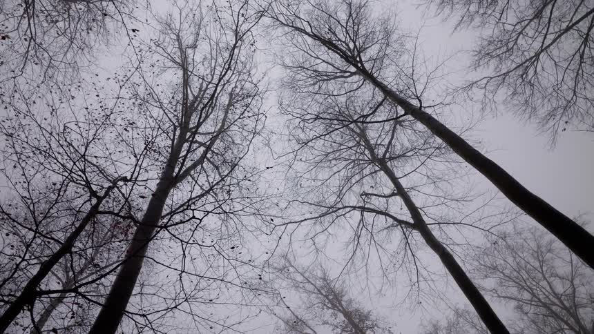A bare deciduous forest in late autumn showing slim leafless tree trunks rising from a forest floor covered in patches of dried brown and living green foliage under a bright overcast sky