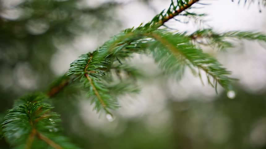 Water drips from the pine tree