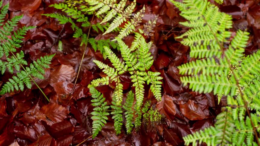 A view of some small plants in a forest