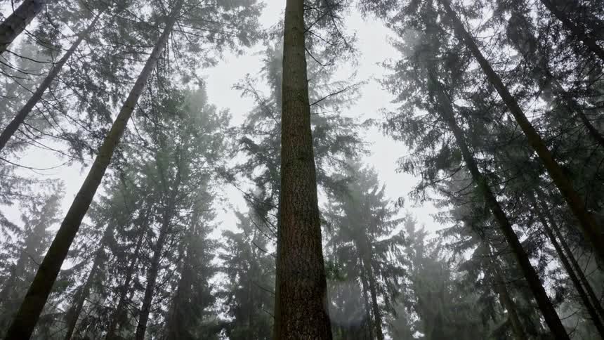 Mosscovered trunk in conifer forest surrounded by mist and autumn ground vegetation