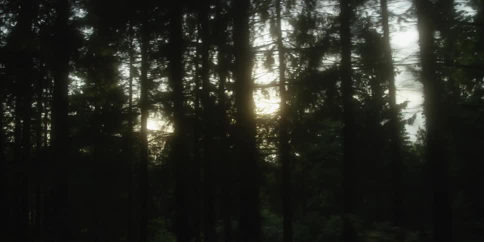 Sunlight filtering through dense trees in a forest