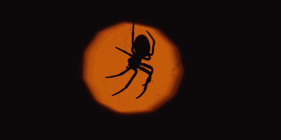 Spider hangs on its web as a light glows in the distance