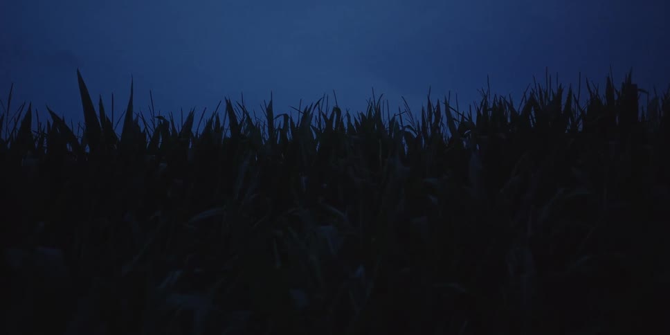 Tall grass sways gently beneath a dark blue sky at night