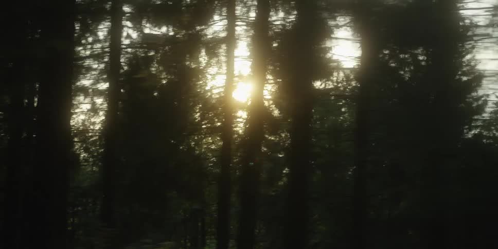 Sunlight passing through tall trees in a forest