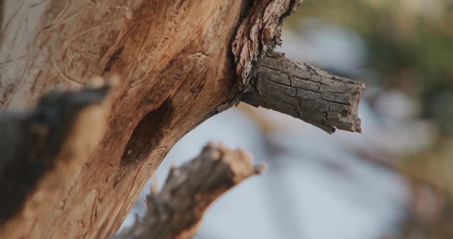Bird flies to a hole in a tree and waits for another bird to come out before going inside the tree
