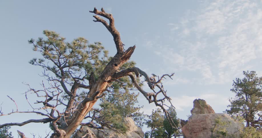 A dead gnarled pine tree with some remaining green foliage stands on a rocky slope under a bright blue sky with wispy clouds capturing a rugged mountain landscape