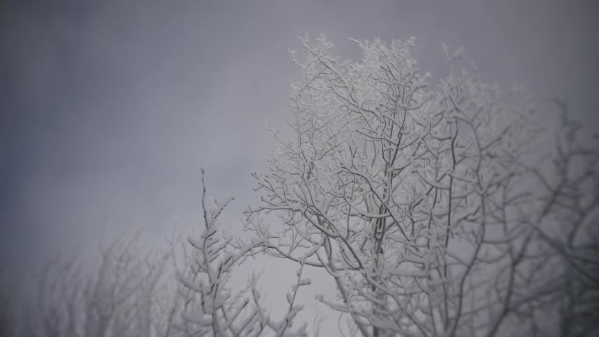 Icecovered branches extending against an overcast sky
