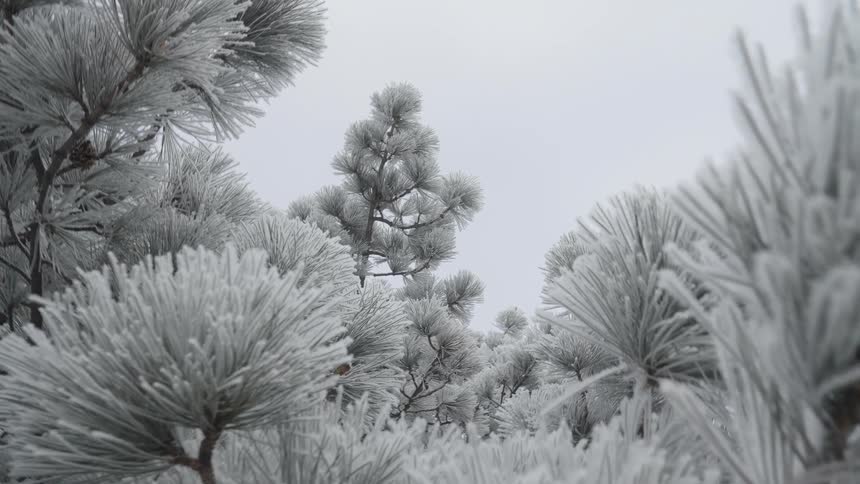 Pine trees are shown in closeup their needles thickly coated in brilliant white frost filling the frame against an overcast sky while the camera slowly pans across the icy branches