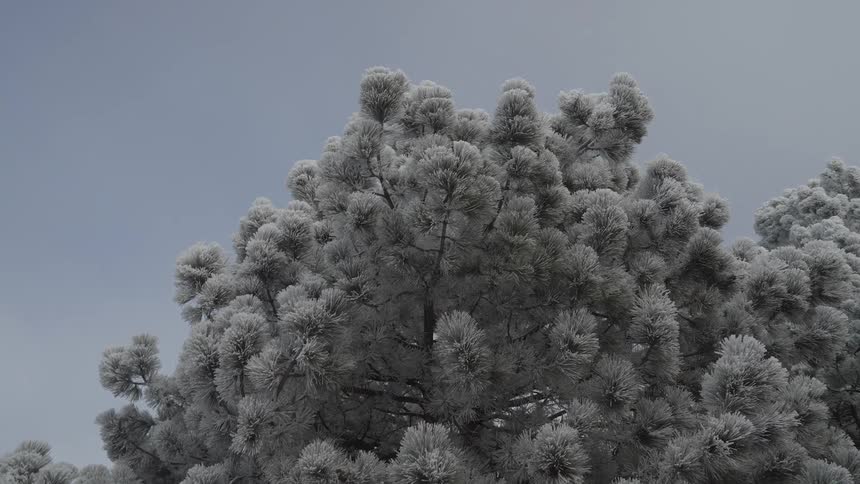 A frost covered tree under an overcast sky