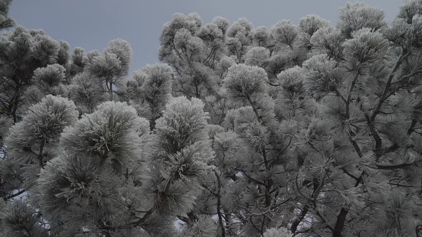 Frost covers conifer trees on a winter day