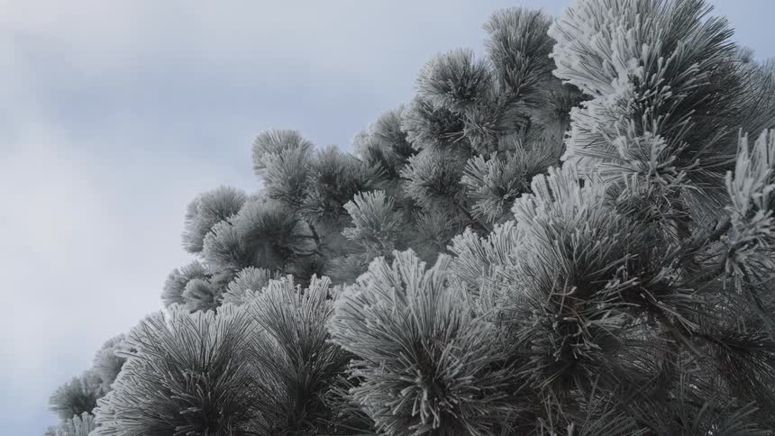 A very lowangle view of a dense pine canopy heavily covered in bright white rime frost filling the lower frame against a luminous overcast winter sky