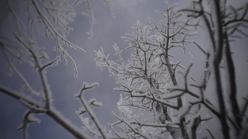 Ice crusted leafless trees stand under a cloudy winter sky
