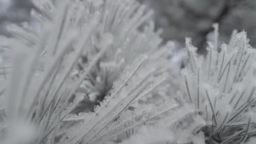 Snow and ice covered needles on trees