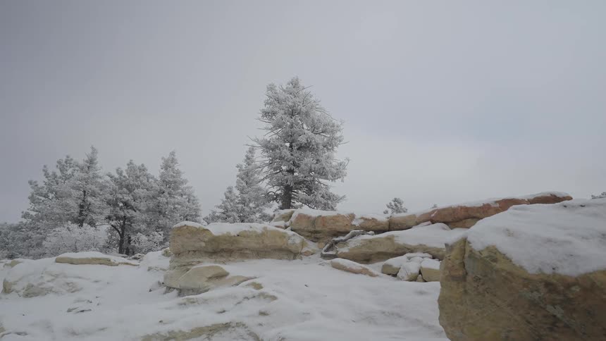 Snowcovered pine trees among rocks under an overcast sky