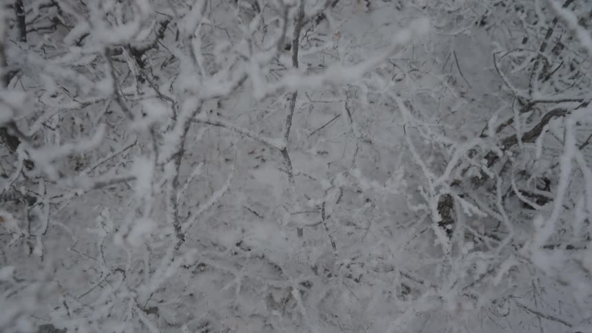 A dense interwoven canopy of bare tree branches is heavily caked in snow