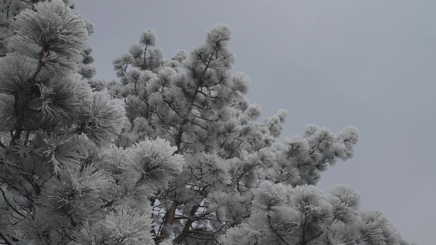 A series of pine trees in the woods at midday their branches coated in rime ice on a cold winter day