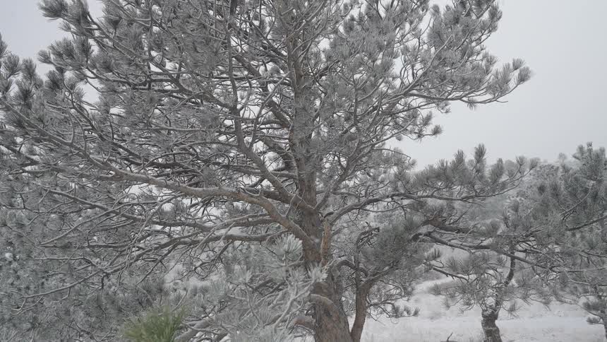 Snow floats through a conifer grove on a winter day