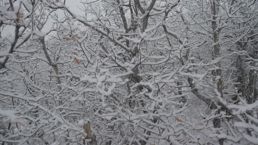 A group of trees covered in snow on a cloudy day
