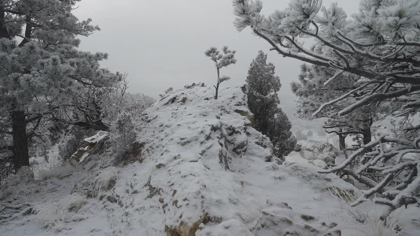 A snow covered forest with a rocky outcrop
