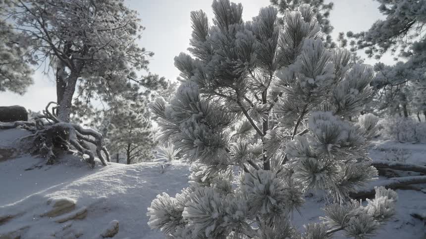 A winter morning scene of a pine trees frostcovered needles in the foreground with snow on the ground as sunlight shines brightly through the branches of the forest behind it