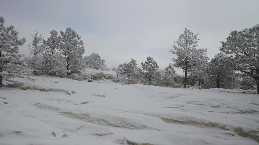 Snowcovered rocky field with frostcovered pine trees in the background