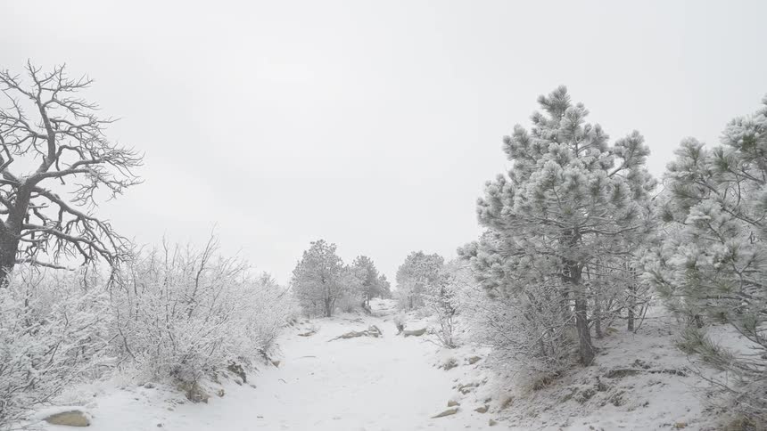 Snow covered trees on a mountain as snow falls