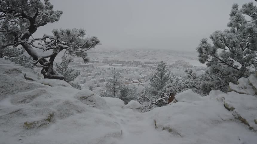 Snow covered forest stands on a slope overlooking a snowy rural town on a winter day