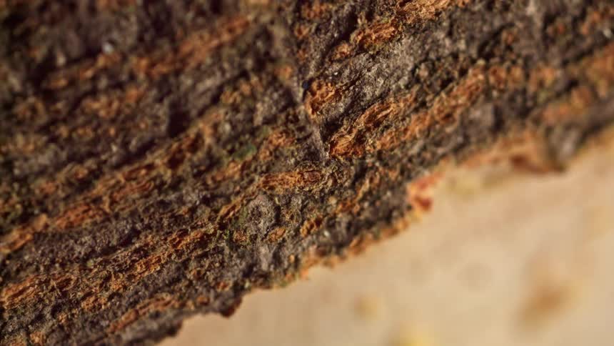 A disorienting macro shot follows the rugged textured edge of tree bark creating an abstract and earthy visual as the frame slowly twists
