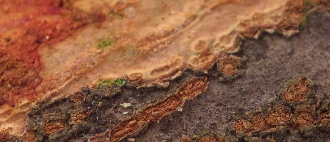 Detailed tree bark texture with brown and orange tones and moss patches
