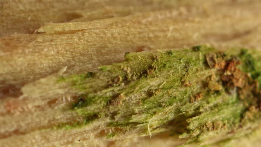 The fibrous texture of wood is visible in close detail with a diagonal band of bright green moss or residue and brown dirt particles