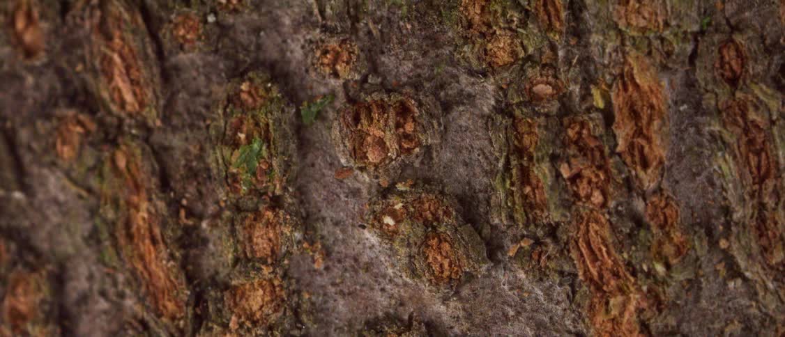 Rough tree bark texture with brown and green areas in closeup