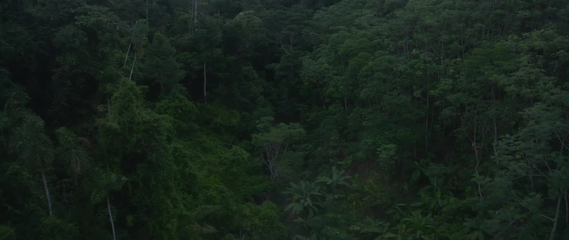 An aerial view of a forest full of trees