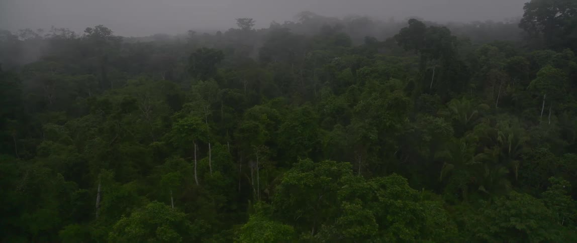 Dense forest seen from above with mist covering the treetops