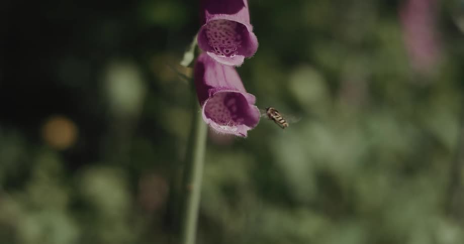 The bee pollinates the flower