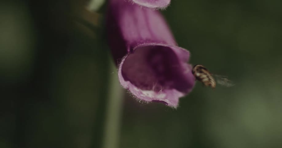 Bee inside of a foxglove flower flies out and lands back on the edge of the flower