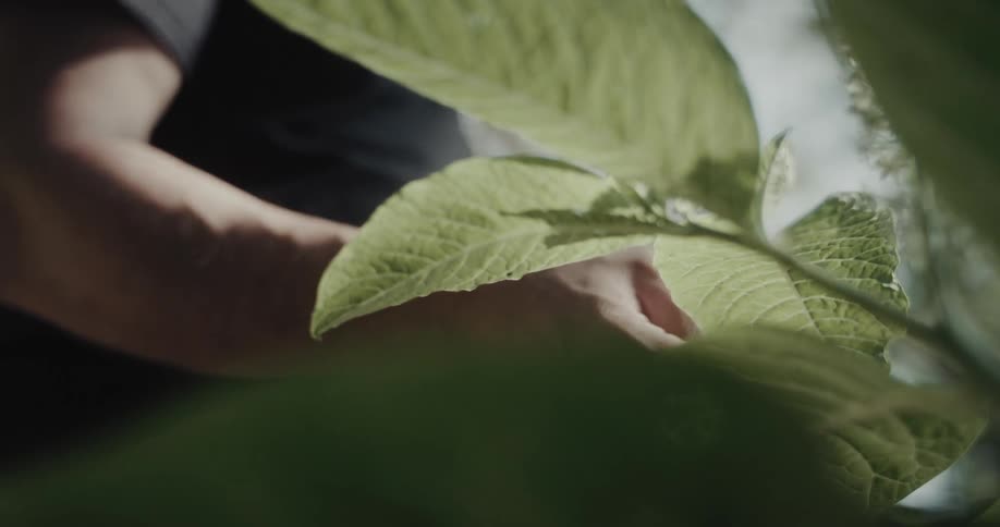 Hand touching large green leaves in outdoor lighting