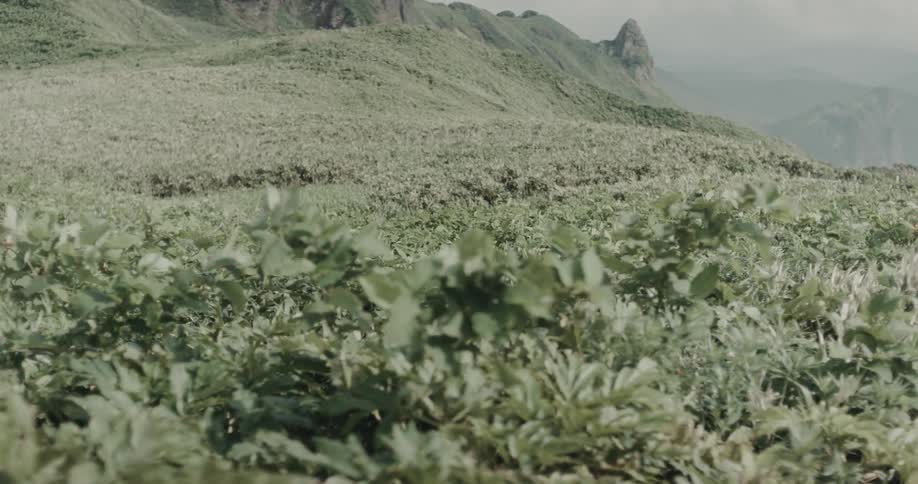 Wind blows through thick green leafy plants and lowlying vegetation on a sloping mountain ridge under an overcast sky showing a rugged natural landscape with distant peaks and rolling hills in a desaturated color palette