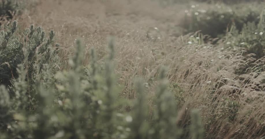 Plants and vegetation in a rural field moves in the breeze