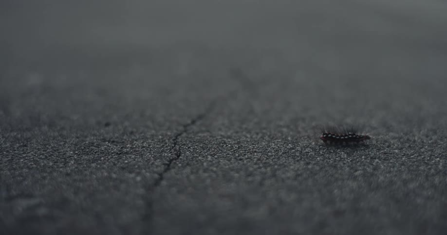 A tiny fuzzy caterpillar makes its slow journey across the textured gray asphalt eventually crawling out of sight