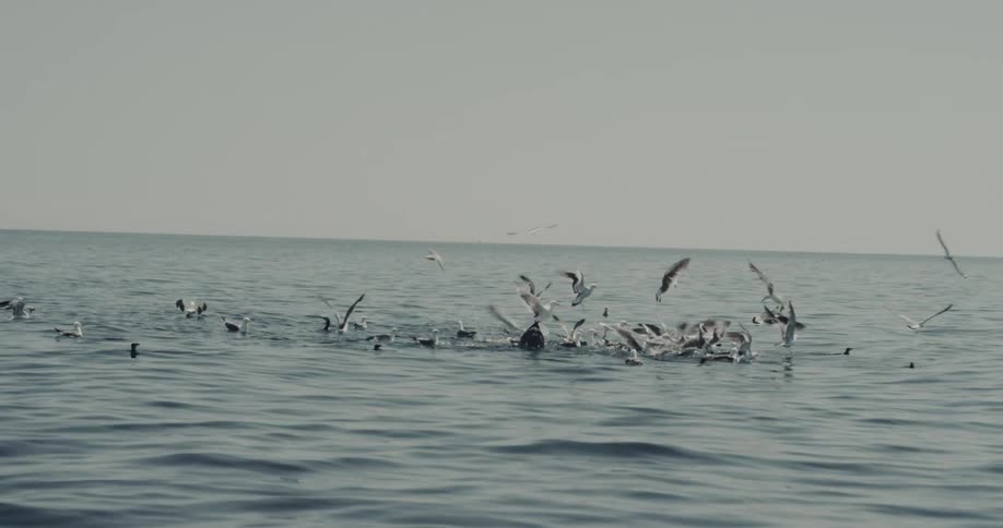 Group of birds flying in the ocean